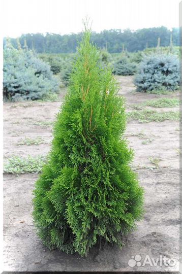 Туя Смарагд