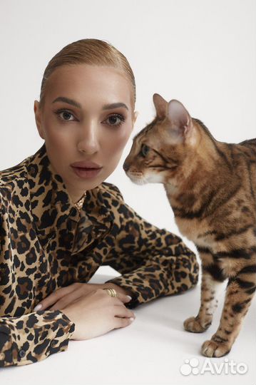 Бенгальский кот для фотосессии