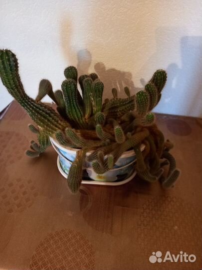 Кактусы и суккуленты