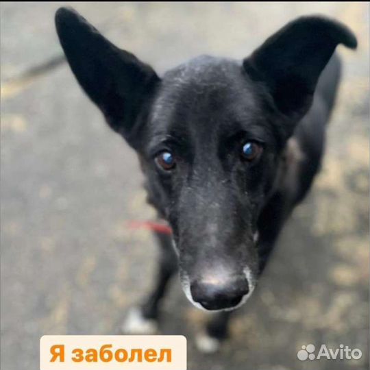 Собака в добрые руки