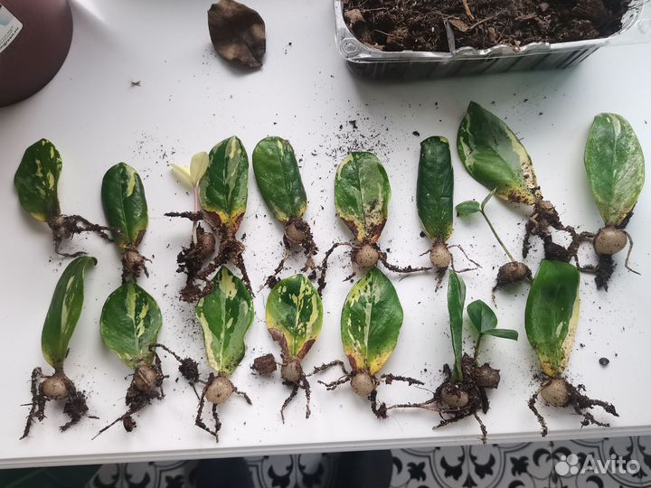 Замиокулькас вариегатный