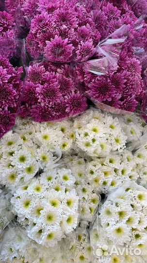 Хризантема кустовая