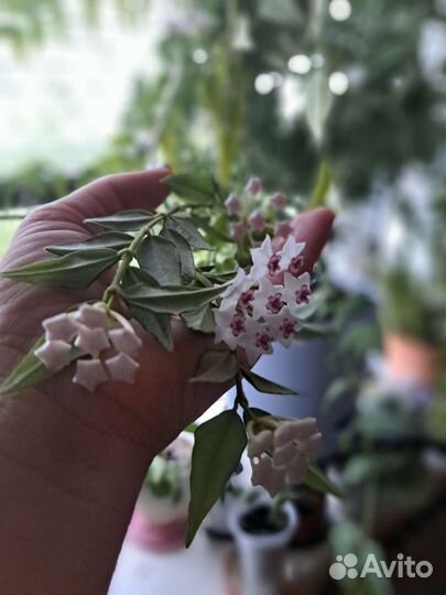 Хойя мелколистная