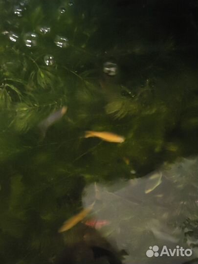 Водоросли для аквариума