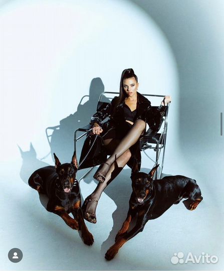 Доберман для фотосессий, съёмок