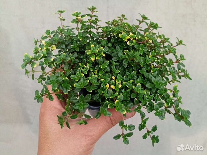 Чабрец, тимьян