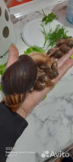 Улитята Ахатинской улитки