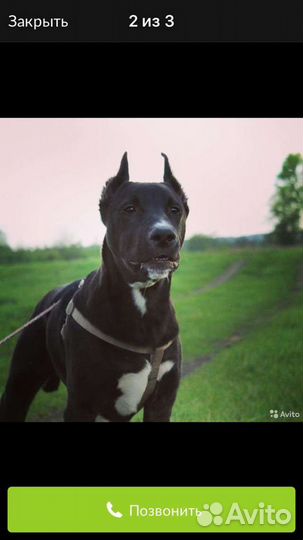 Вязка, кабель питбуля