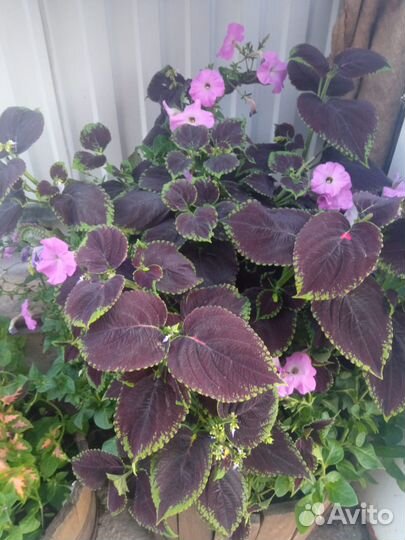 Колеус Конг Скарлет