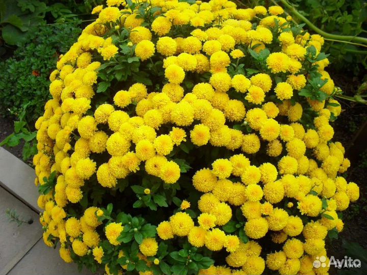 Хризантема мультифлора