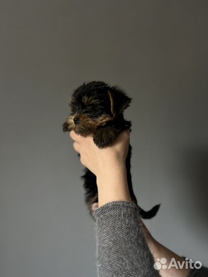 Йоркширский терьер