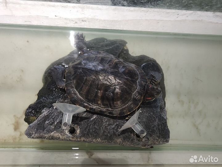 Красноухая черепаха