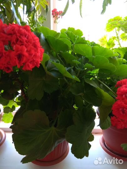 Продам укорененные черенки пеларгоний (герань)