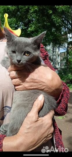 Котенок девочка метис