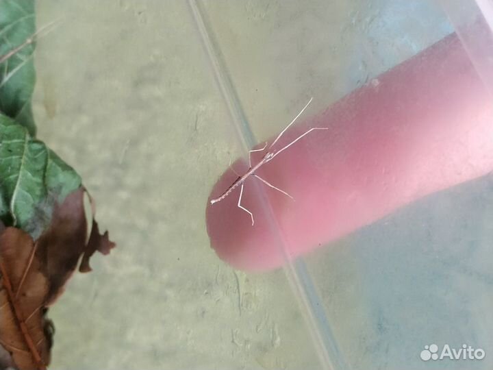 Палочники анамские подарок юному натуралисту