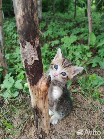 Котята бесплатно