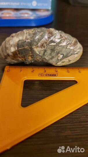 Окаменелости аммонит куриный бог