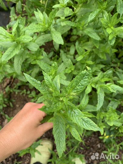 Ароматные пряные травы(мята,мелисса,душица)