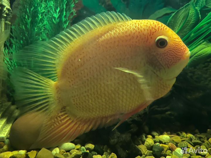 Северумы пара