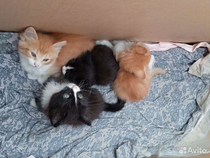 Отдаём в добрые руки