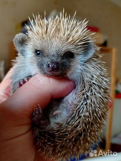 Африканские карликовые ежата