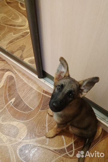 Немецкая овчарка бесплатно