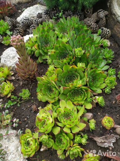 Молодило, каменная роза