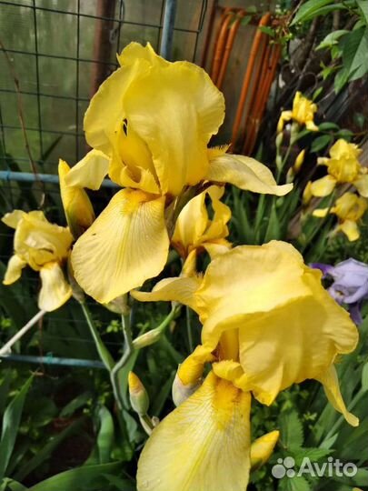 Рассада цветов