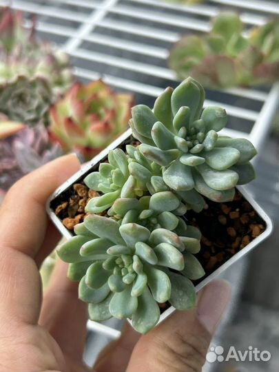 Домашние суккуленты