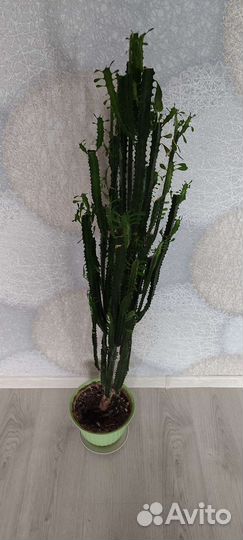 Молочай трехгранный