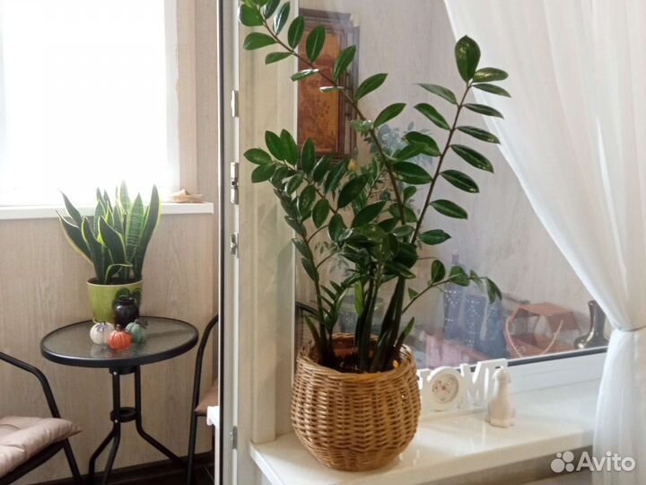 Замиокулькас