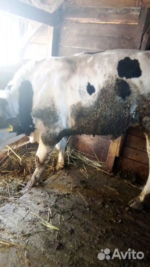 Быки на мясо