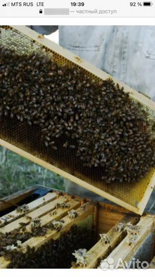 Пчелопакеты порода карника бэкфаст с маткой