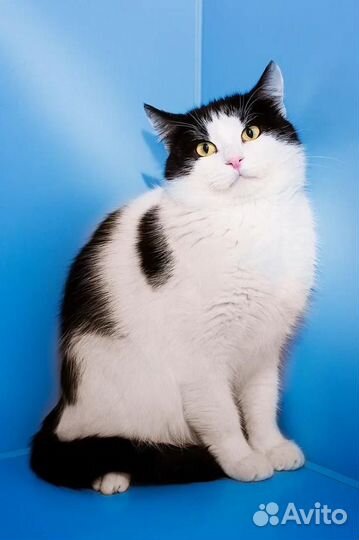 Йохан. Красив. Умен. Брутален