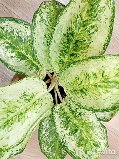 Аглаонема Белая роза