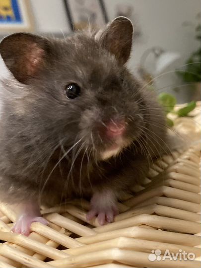 Сирийский хомяк. Крупняшка из хохо