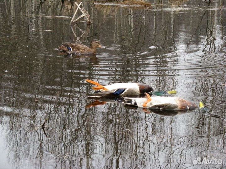 Подсадные утки