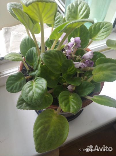 Фиалка в горшках