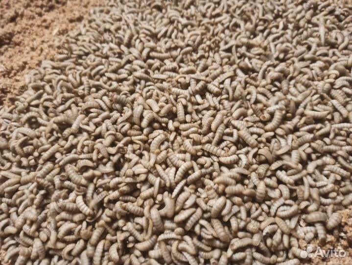 Опарыш черной львинки