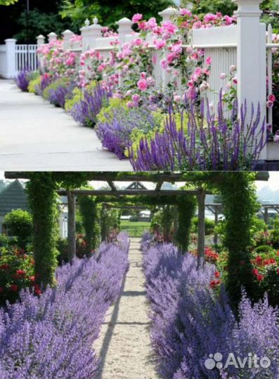 Котовник фассена