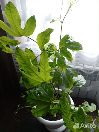 Пассифлора