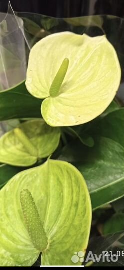 Антуриум ванилла