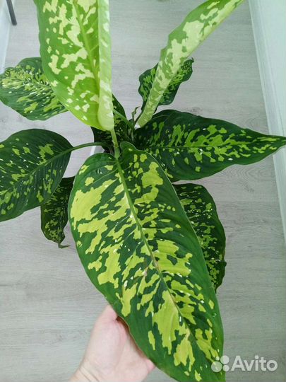 Комнатные растения