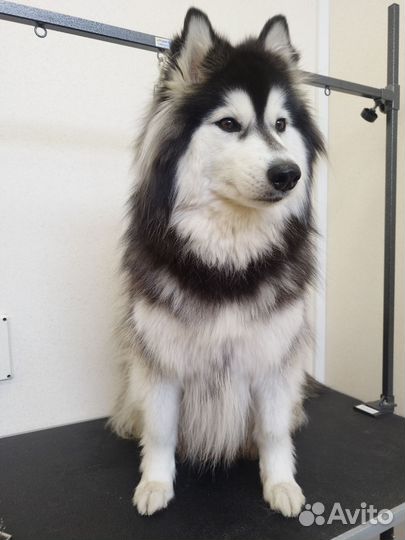 Грумер стрижка собак