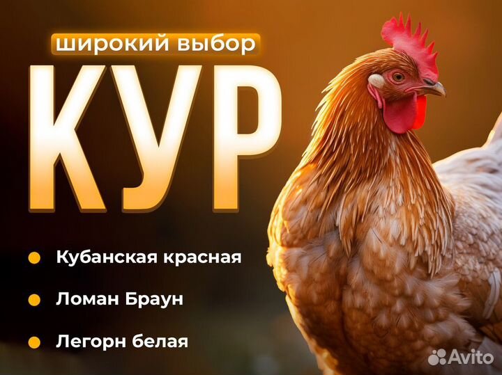 Куры несушки с доставкой