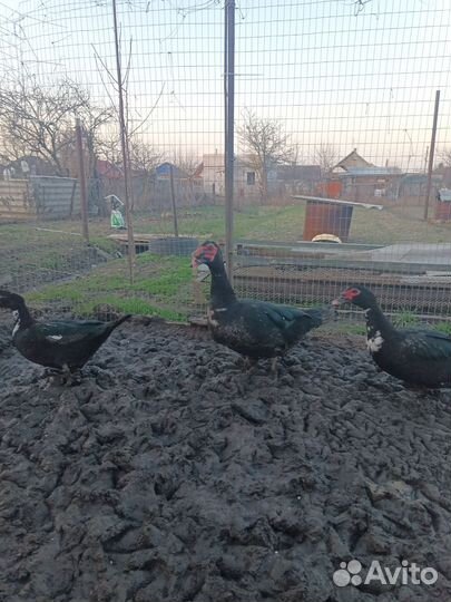 Утята индоутки