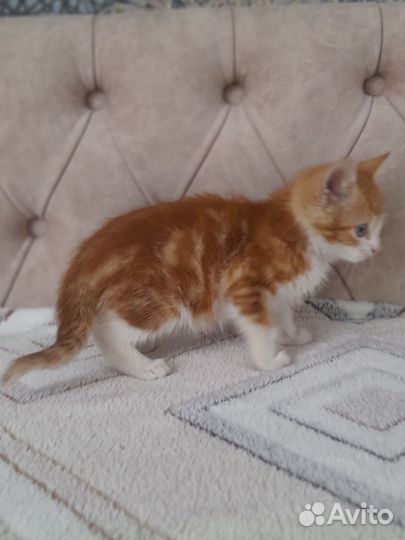 Котёнок