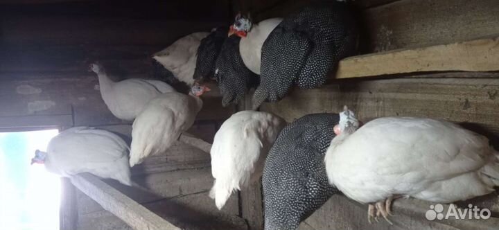 Цесарки мальчики