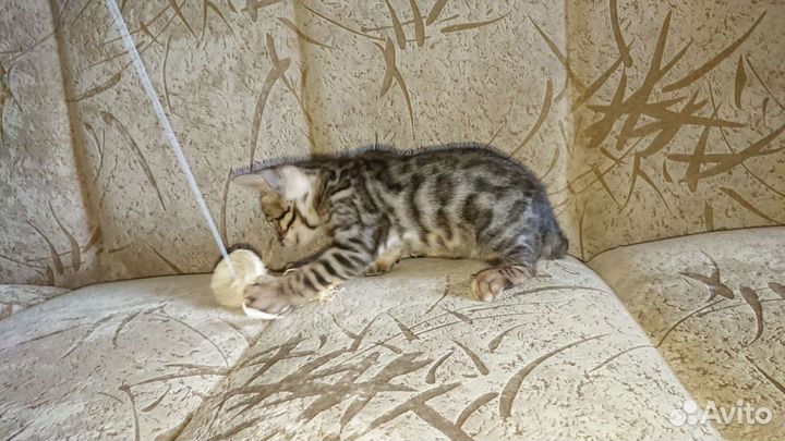 Бенгальский котенок