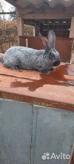 Кролик самец
